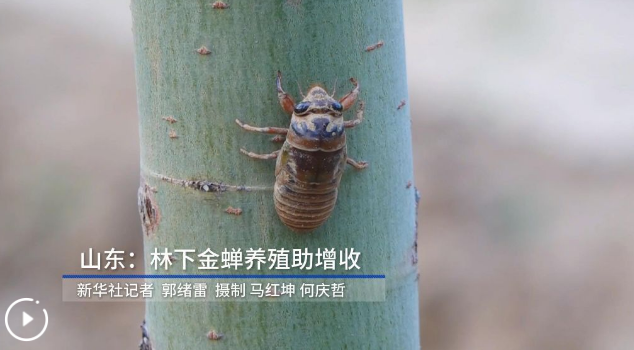 山东：林下金蝉养殖助增收(图1)